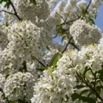 trees with white flowers