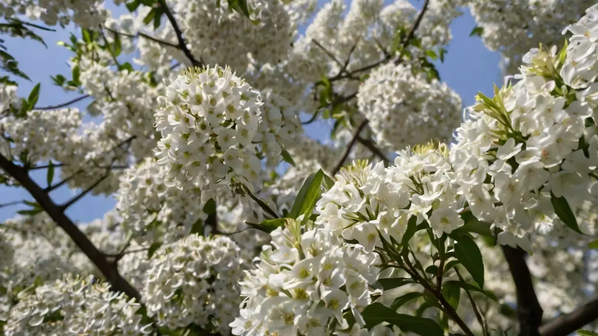 trees with white flowers